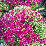 Pineae Perennials 4