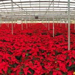 Pineae Poinsettias 2