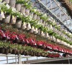Pineae Annuals - Hanging Baskets
