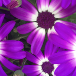 Pineae_tab_pottedflowers